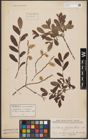 Foto von Salix aurita L. x Salix purpurea L.